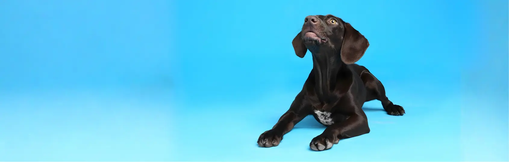 BANNER CATEGORIAS PERROS (1)